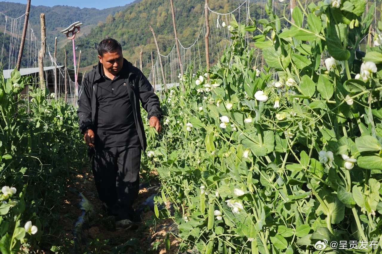 南美乡：试种豌豆新品种 增收路上再迈步
