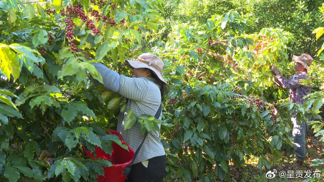 双江：“红果果”为群众增收致富带来新希望