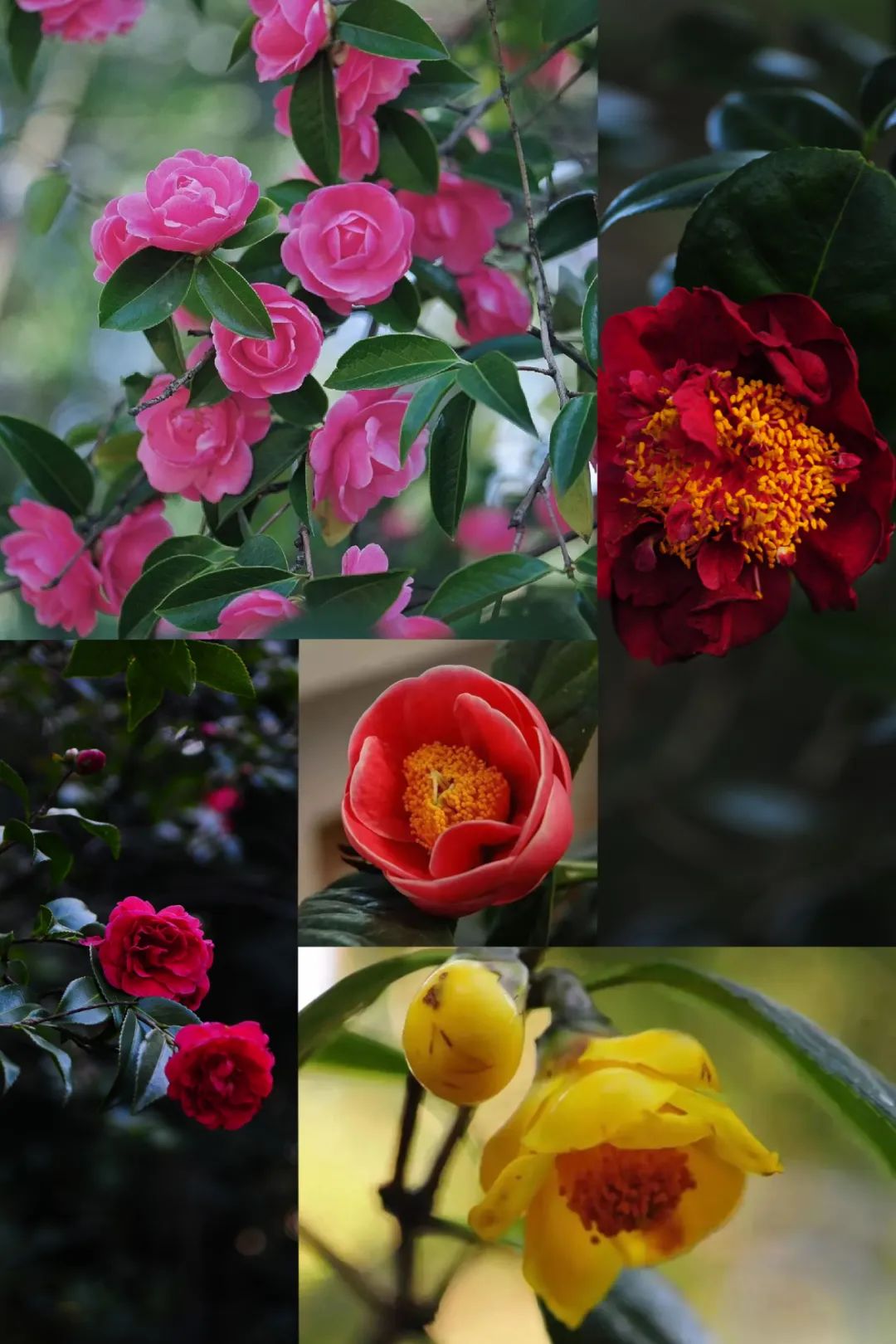 昆明市金殿名胜区