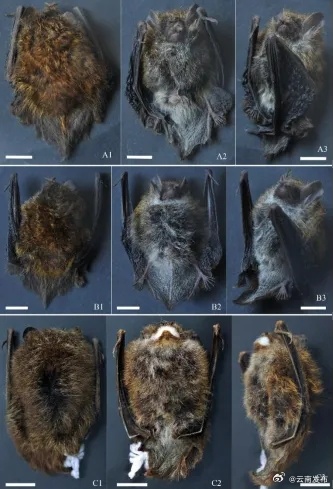 红河州发现一翼手目蝙蝠科管鼻蝠属新种