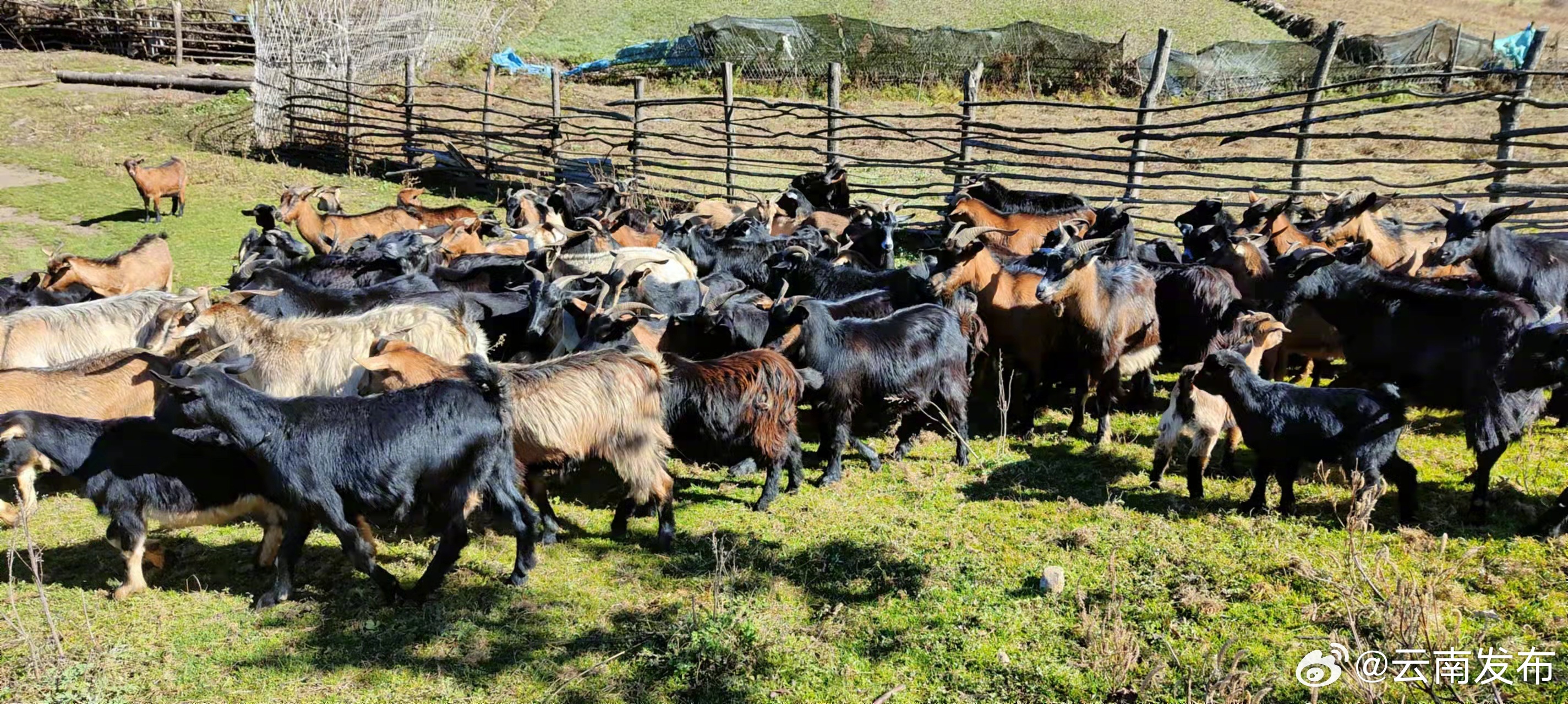 曾被宣布灭绝的临沧长毛山羊重新被找回