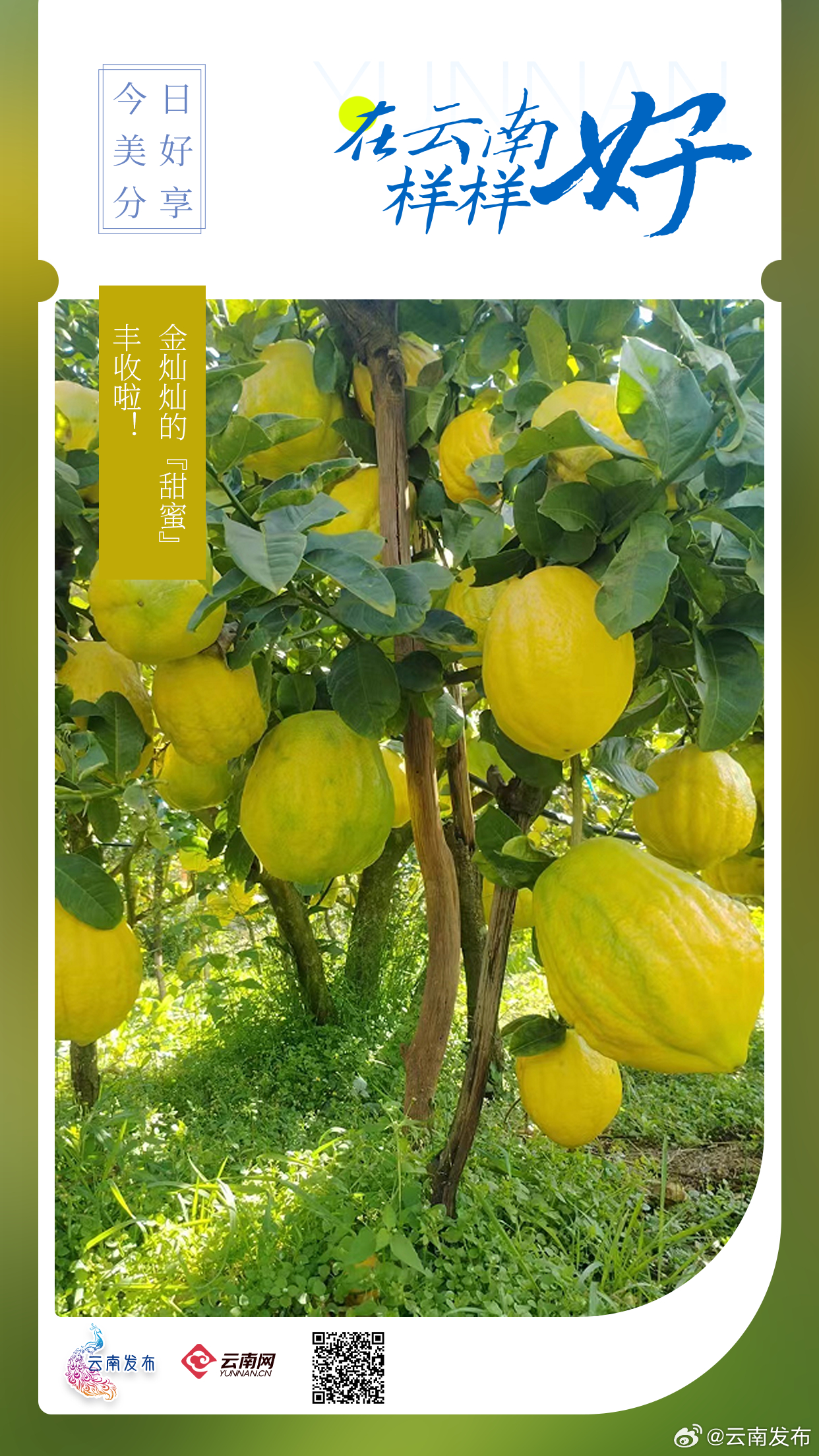 金灿灿的“甜蜜”丰收啦!