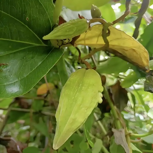 昆明市中医医院