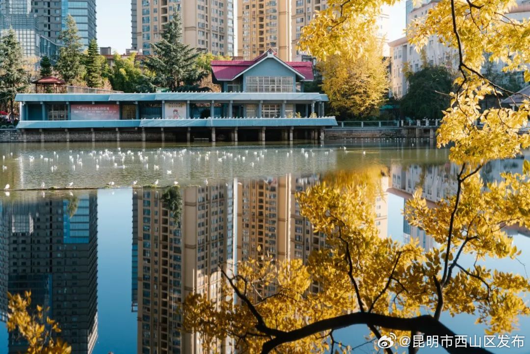 昆明市西山区发布