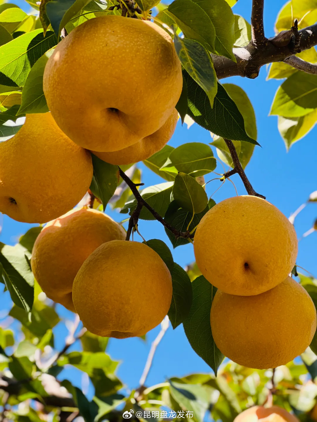 乡村振兴丨大安乡培元村百吨木梨销售告罄