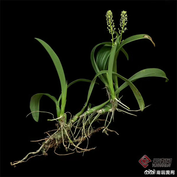 云南省发现一兰科植物新物种