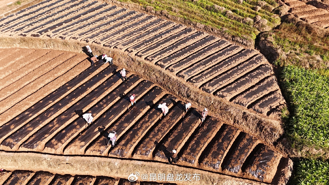 寒冬里的“热”田！景东县大街镇冬农产业忙丰收