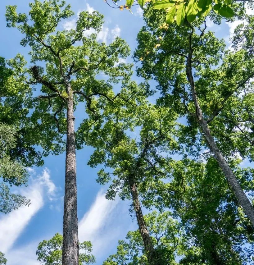 西双版纳望天树景区