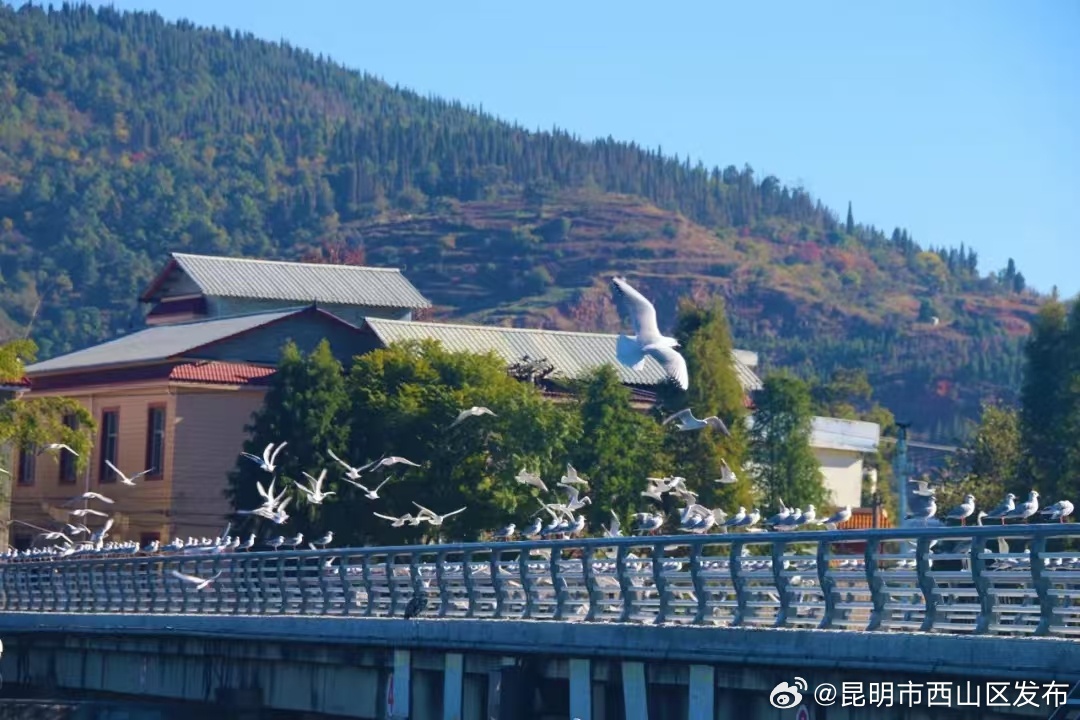 昆明市西山区发布