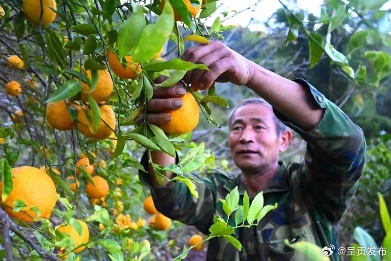 镇康凤尾：成功酿制酸杩榴酒
