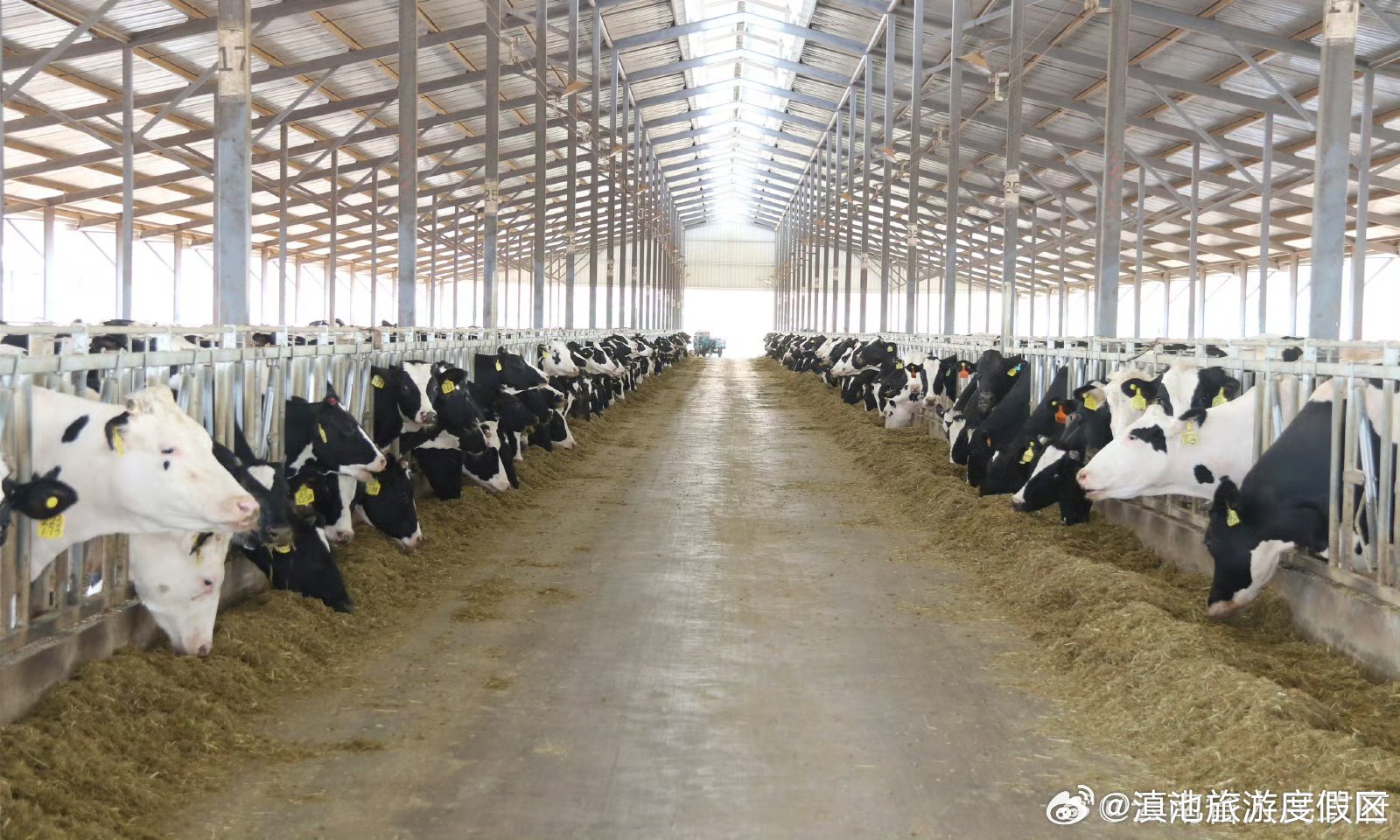 2023年度云南省推进奶业振兴项目拟奖补名单正在公示