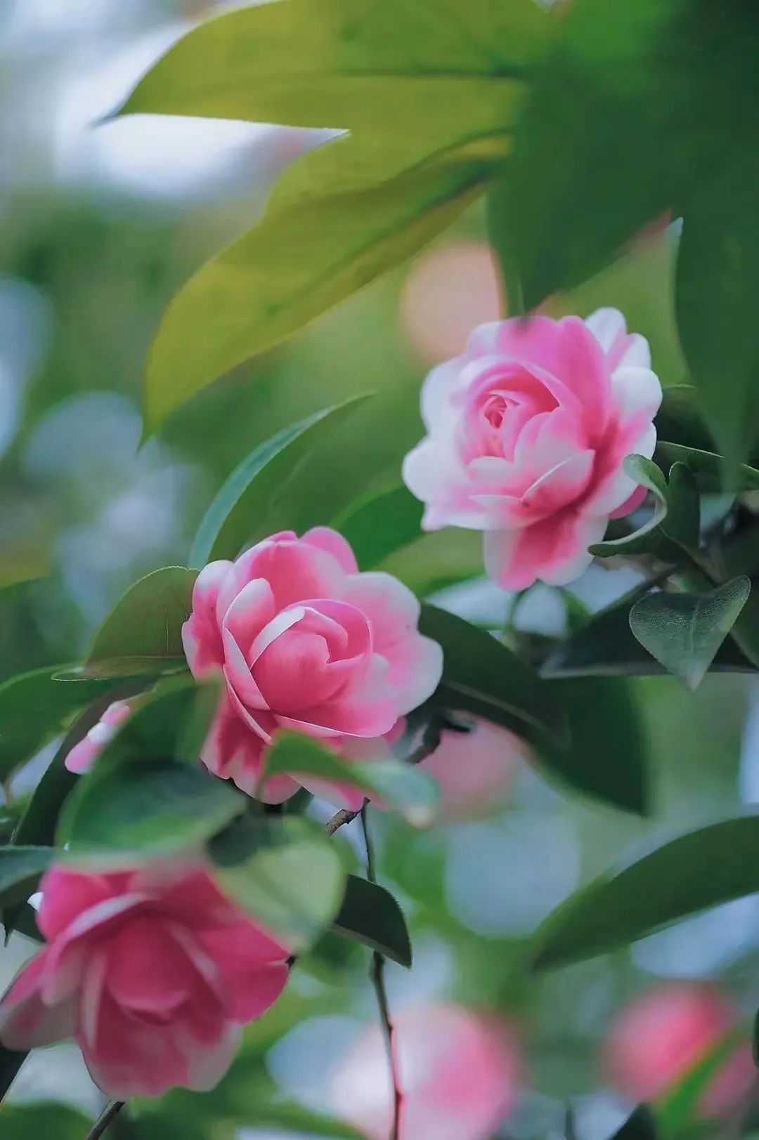 昆明市金殿名胜区