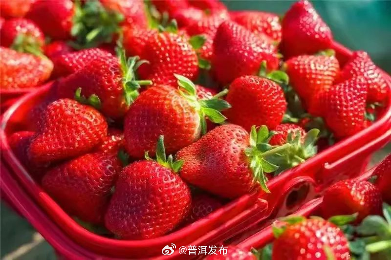 不藏了！冬日的普洱，依然“水果自由”