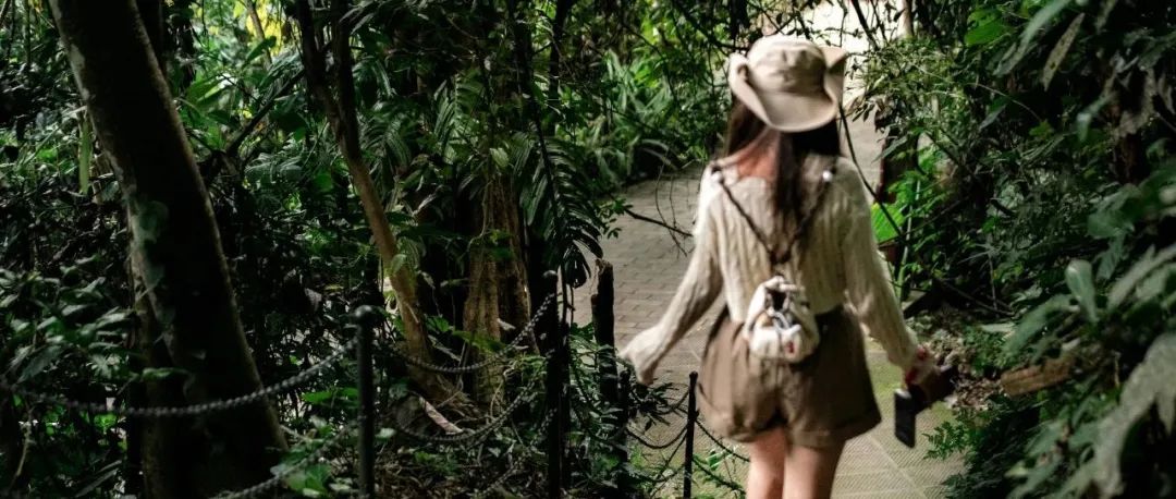 西双版纳望天树景区