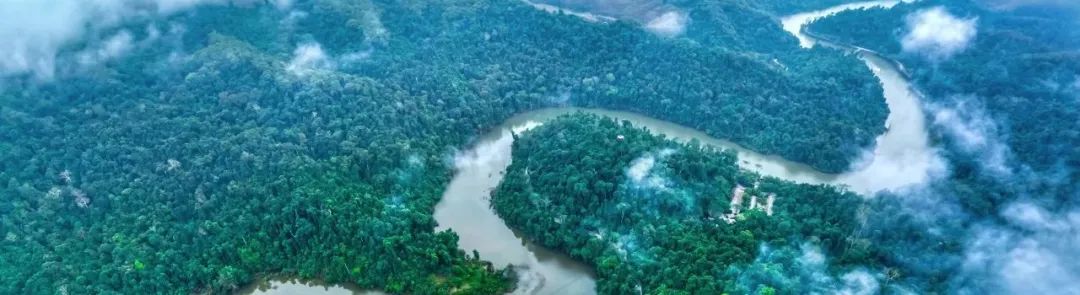 西双版纳望天树景区