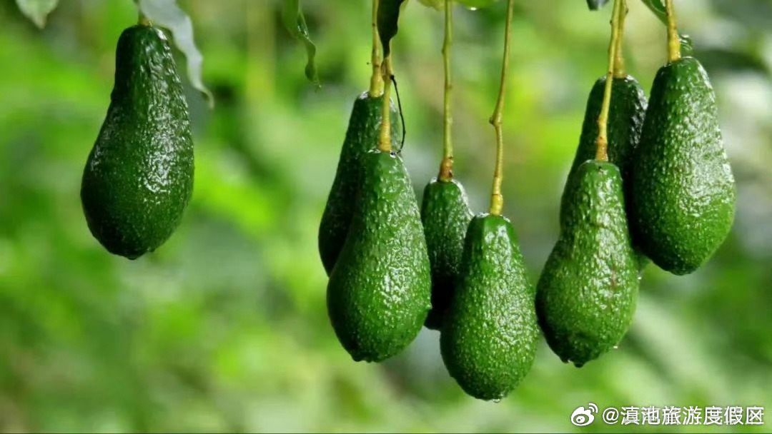 科技助深耕，云果更香甜