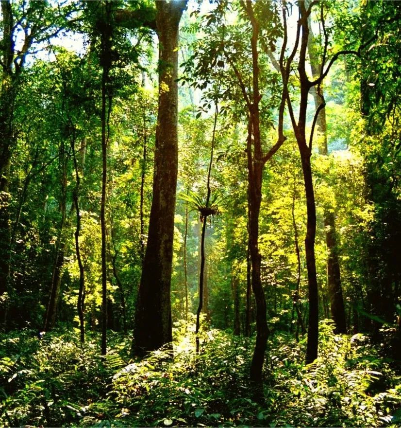 西双版纳望天树景区