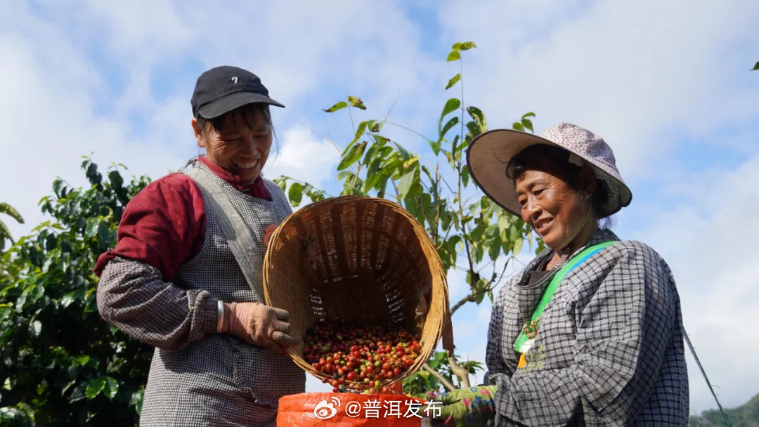 最近，普洱“咖张力”拉满了！