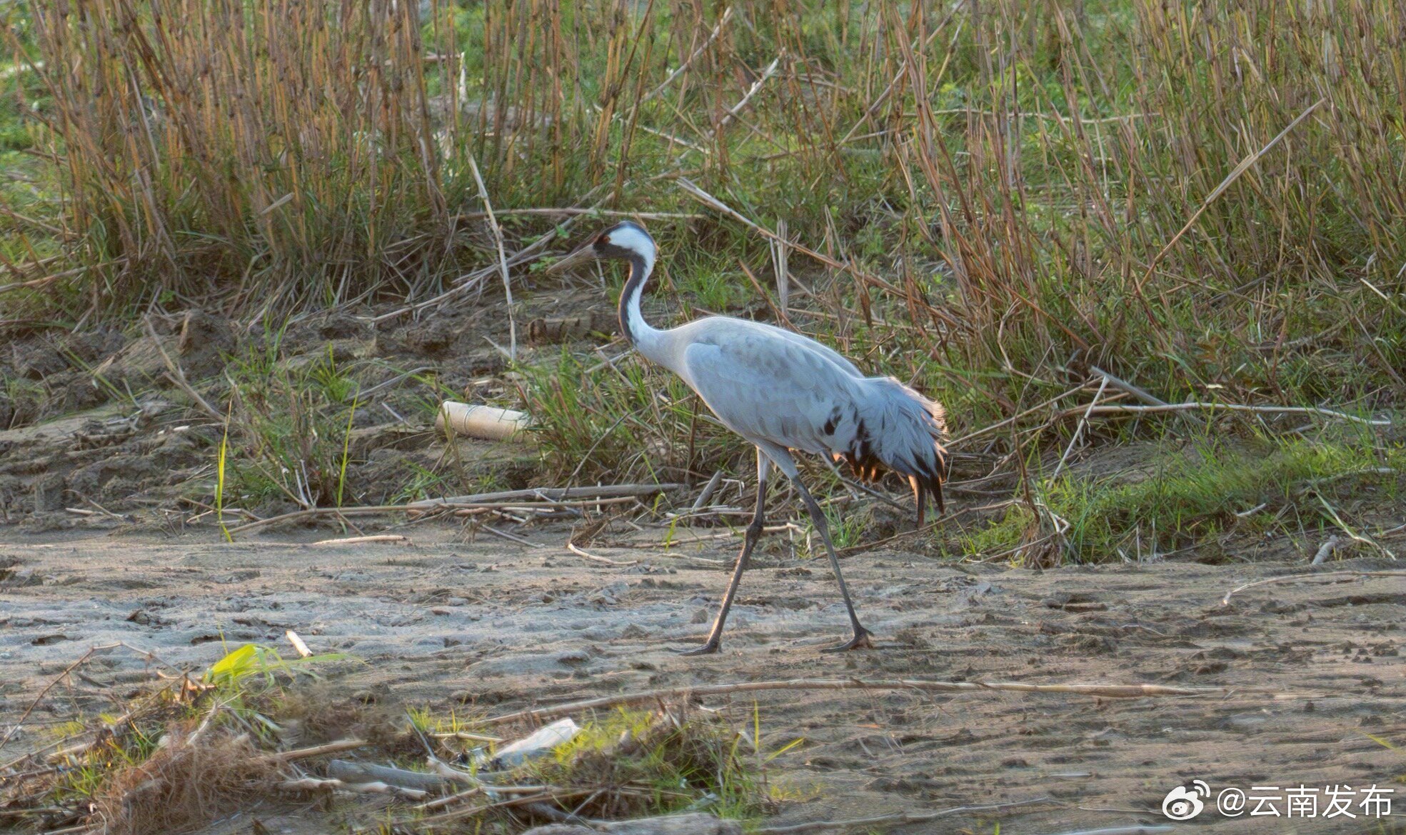 灰鹤首次现身云南耿马