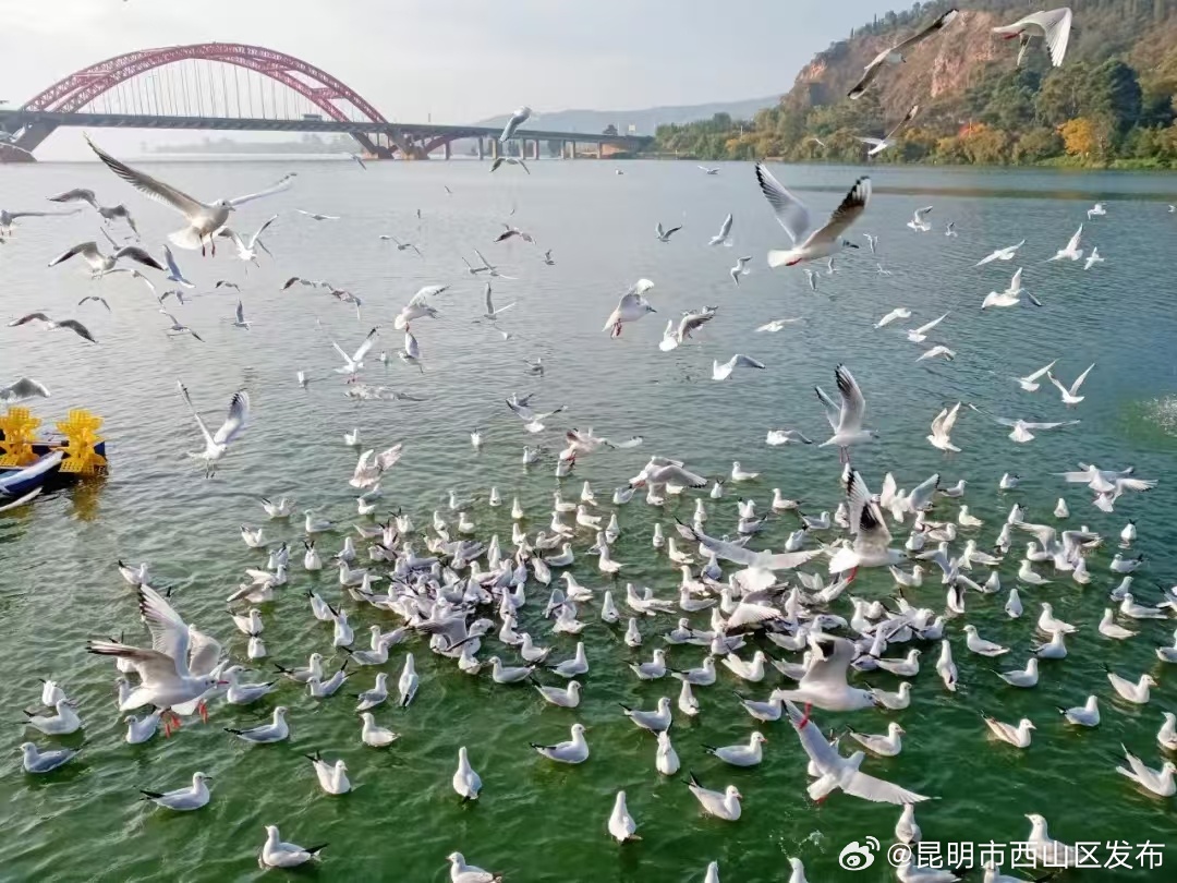 昆明市西山区发布