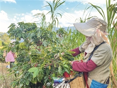 木城：咖啡果红挂枝头　农户采摘尝“甜头”