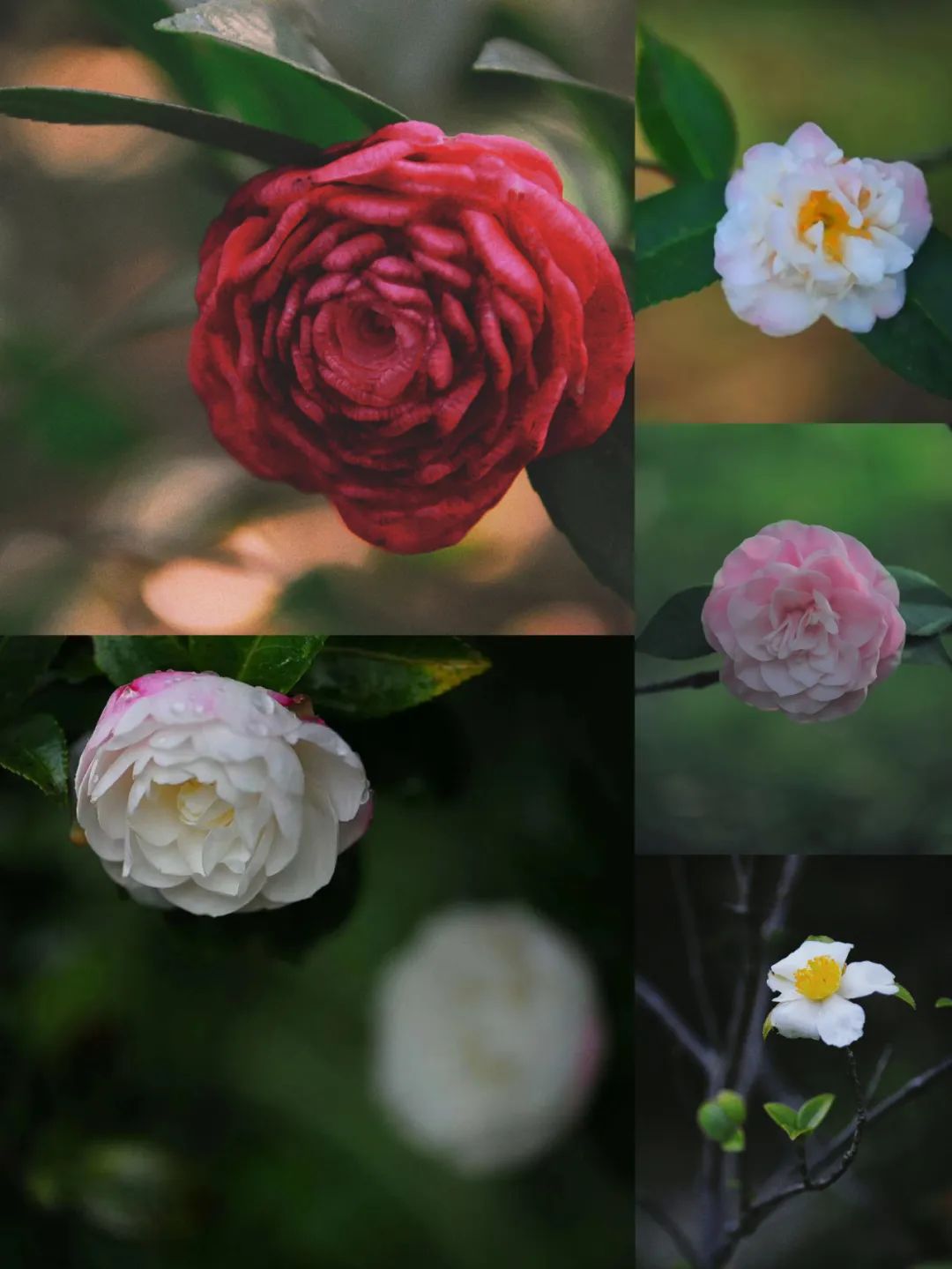 昆明市金殿名胜区