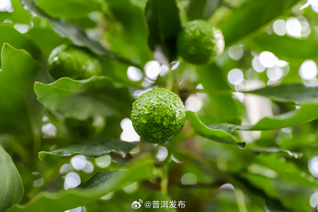 《参考消息》刊发特稿专版报道，点赞孟连牛油果