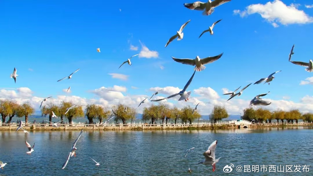 昆明市西山区发布