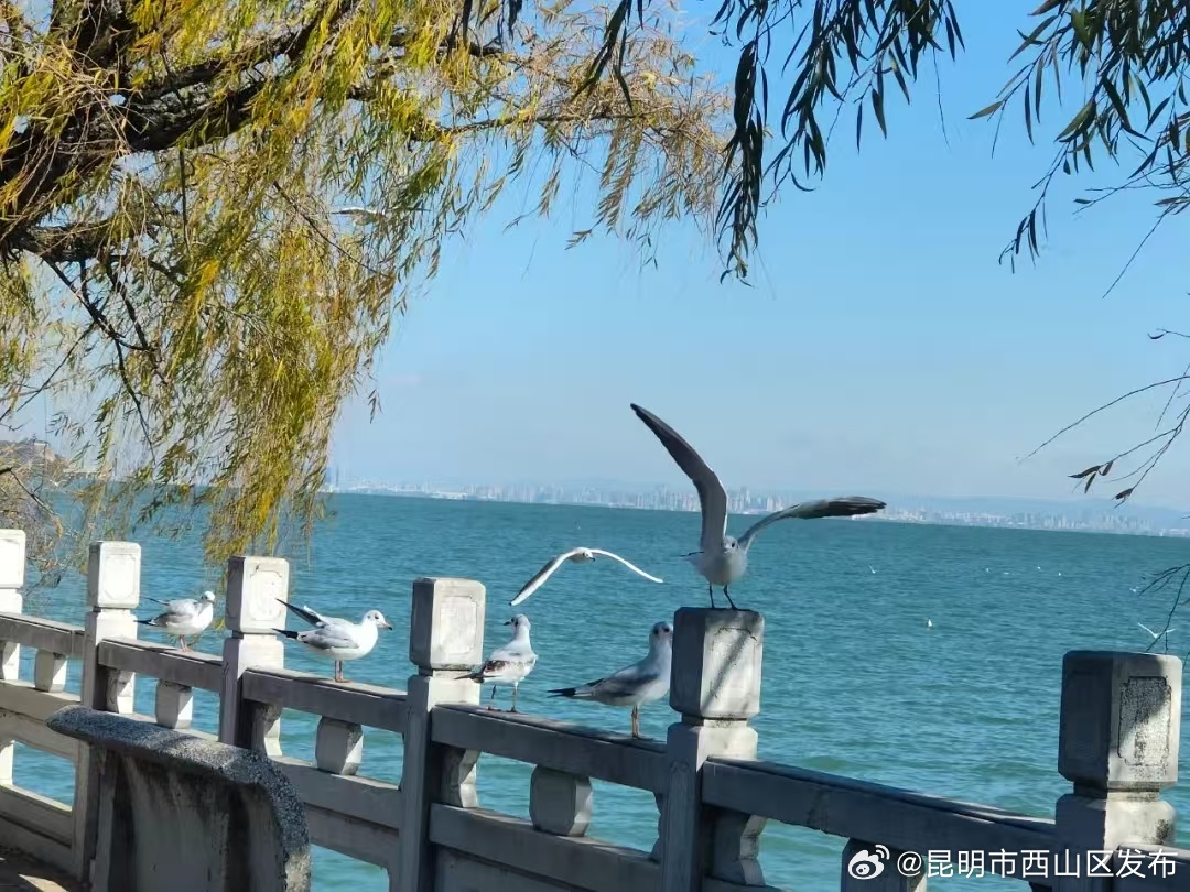 昆明市西山区发布