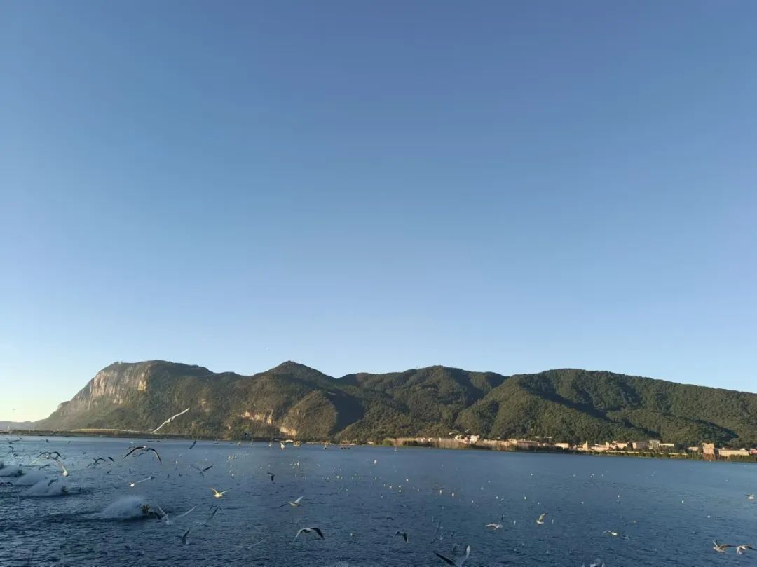 掌上春城微信