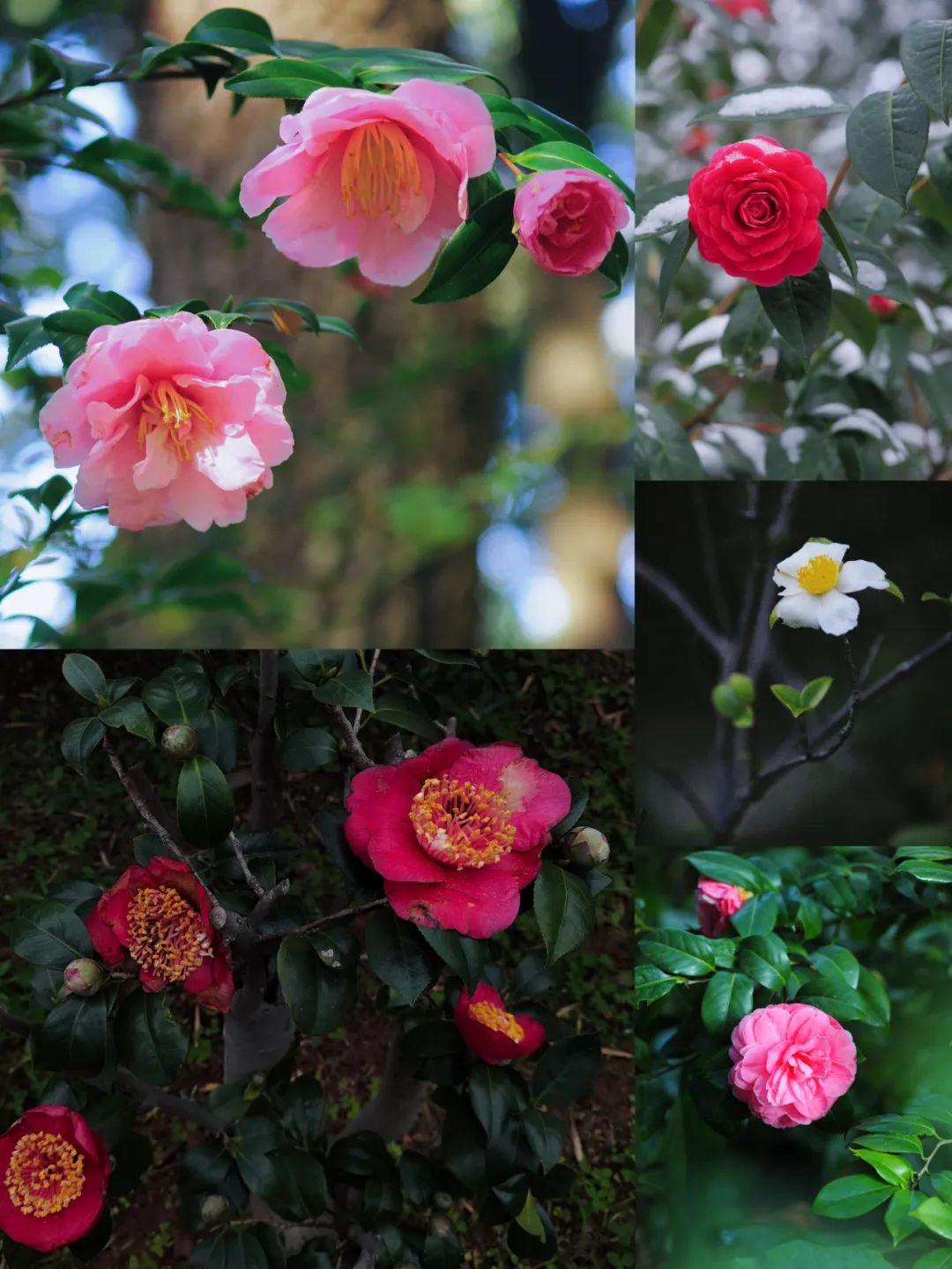 昆明市金殿名胜区