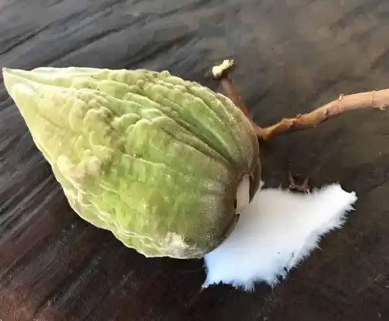 昆明市中医医院