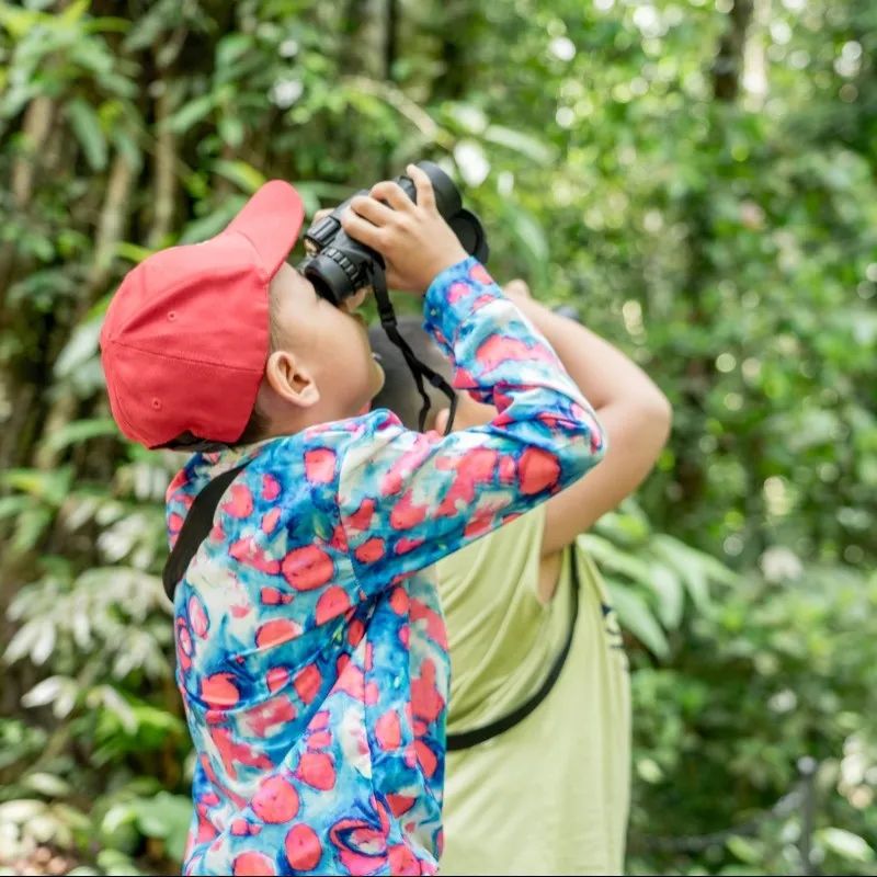 西双版纳望天树景区