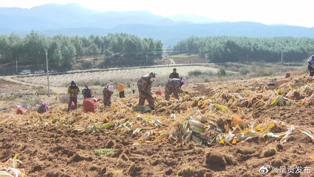 富民强链树品牌——玉龙县做大做强中药材产业