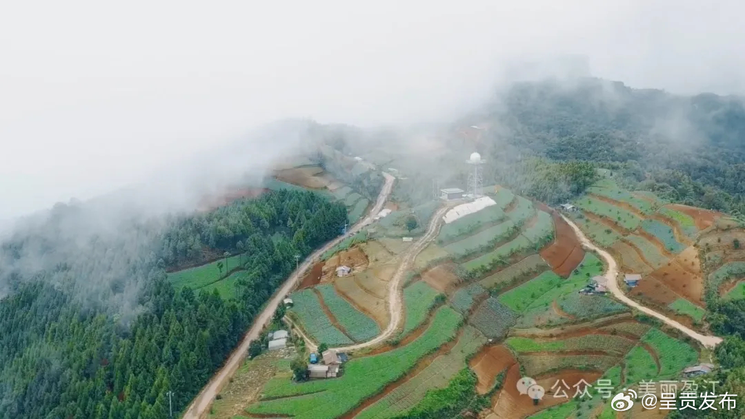 盈江：油松岭冬季高山蔬菜喜迎大丰收