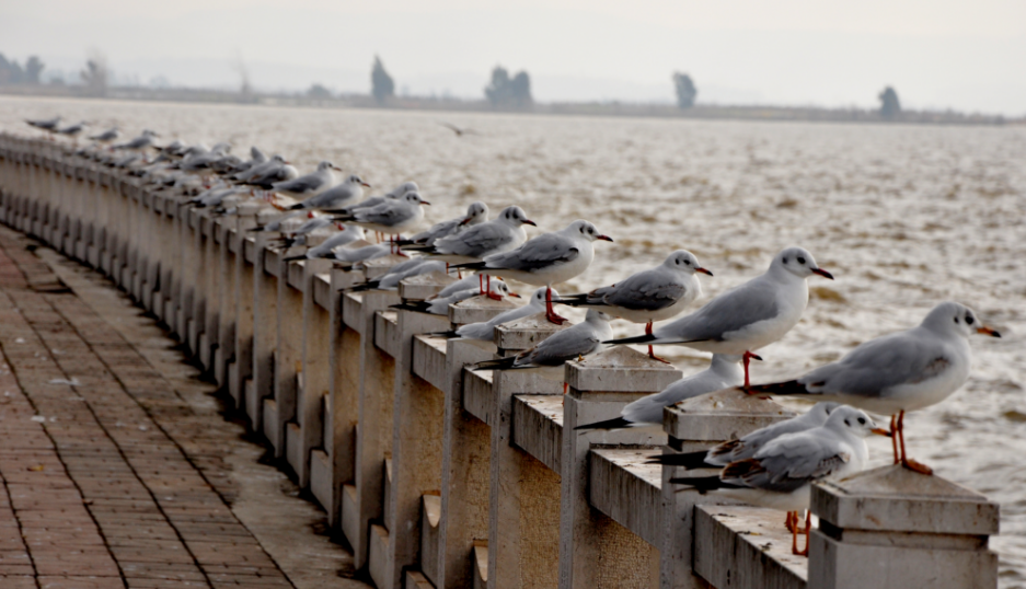 FM954汽车音乐广播