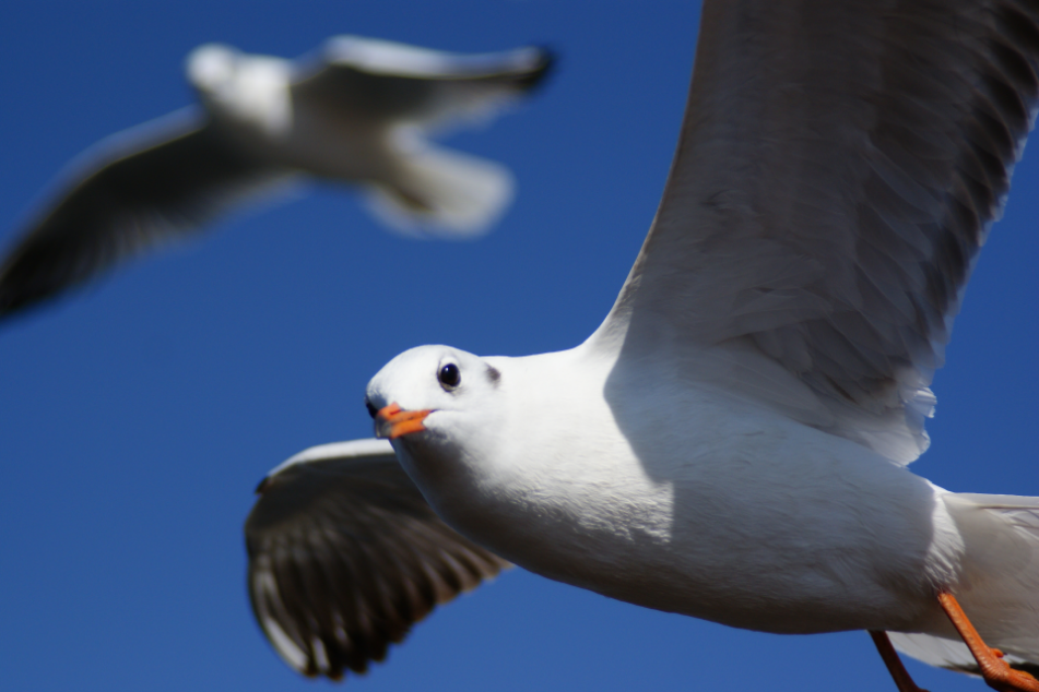 FM954汽车音乐广播