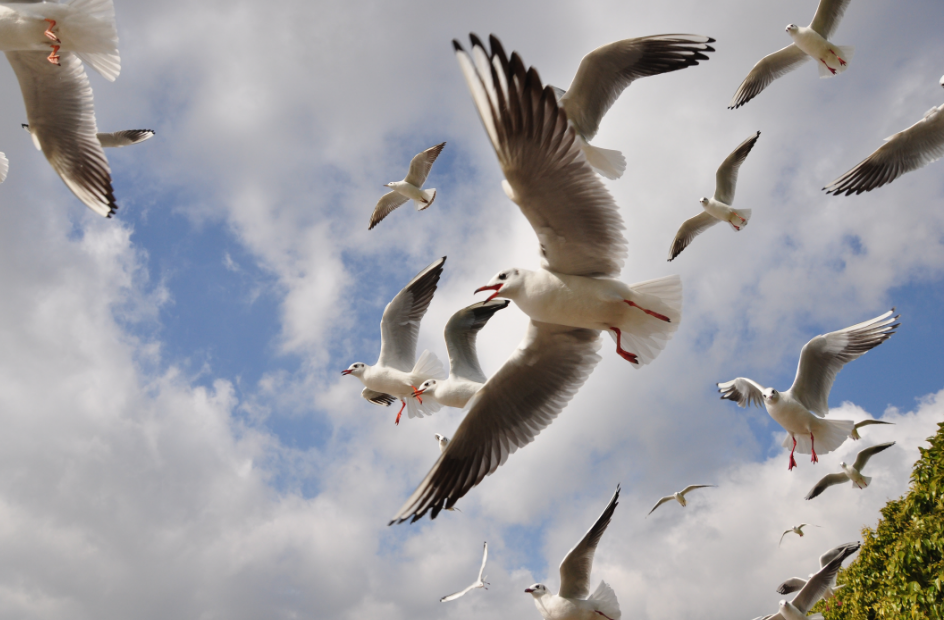 FM954汽车音乐广播