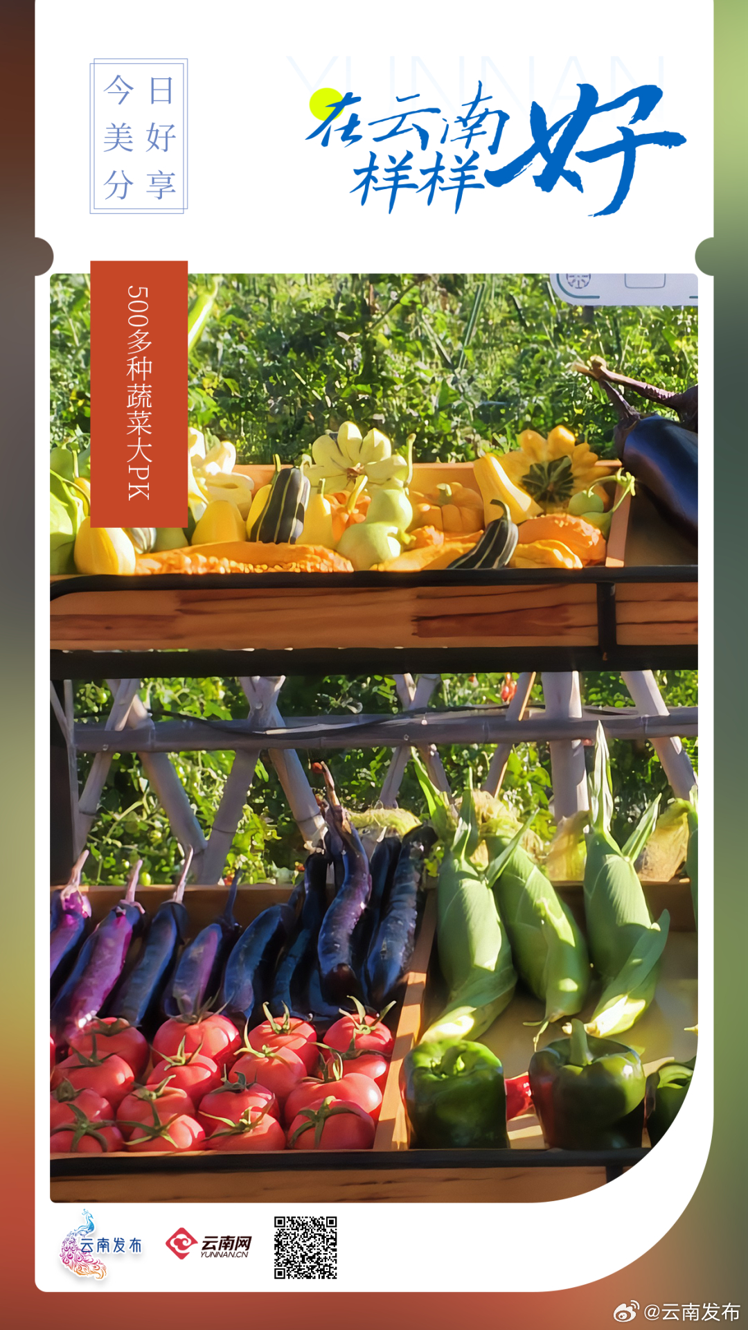 500多种蔬菜大PK！