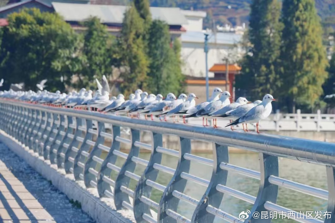 昆明市西山区发布