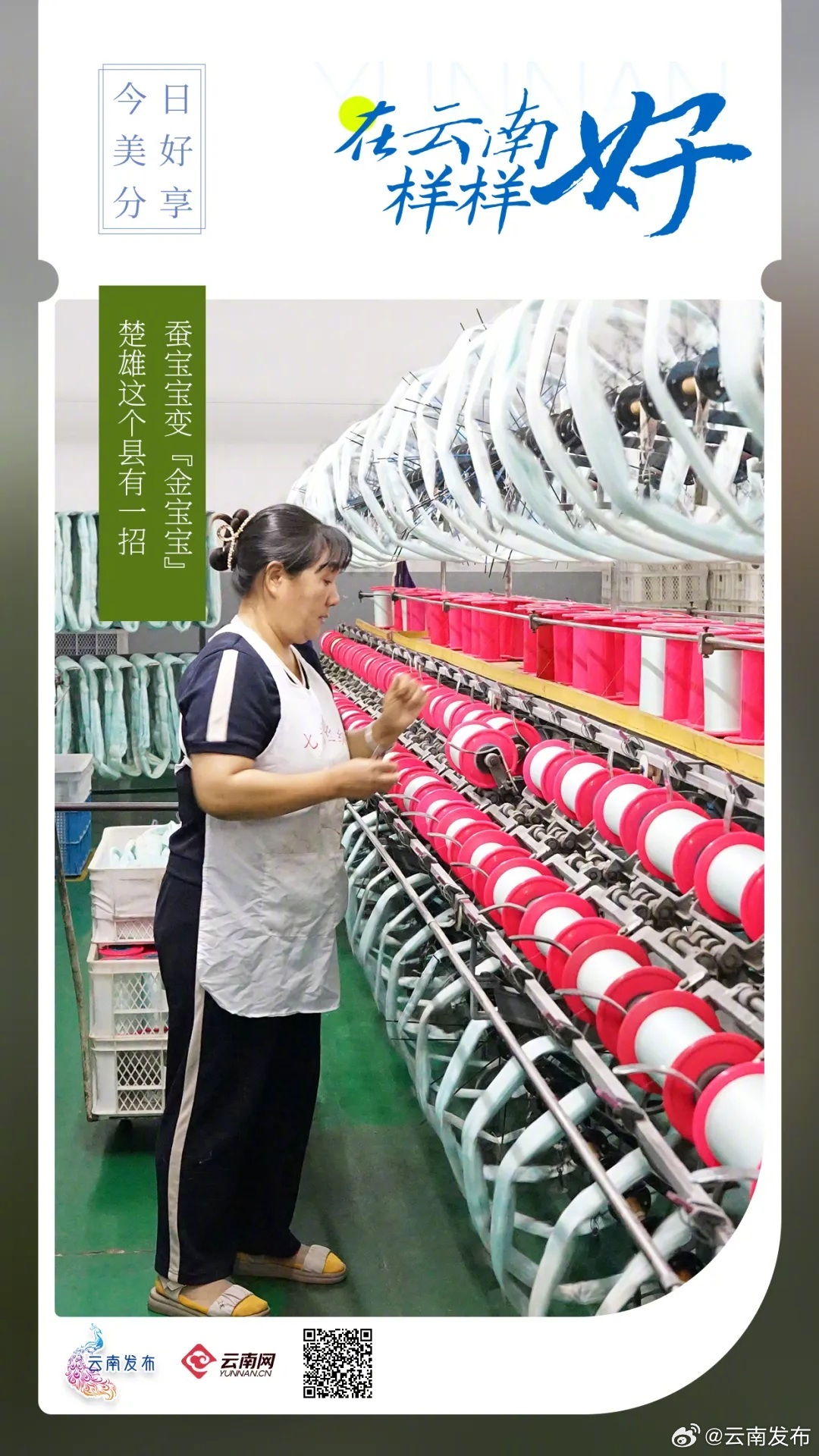 蚕宝宝变“金宝宝”，楚雄这个县有一招！