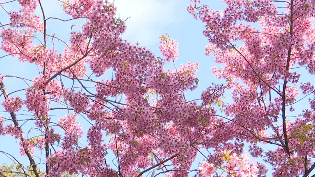 8099999街头巷尾微信