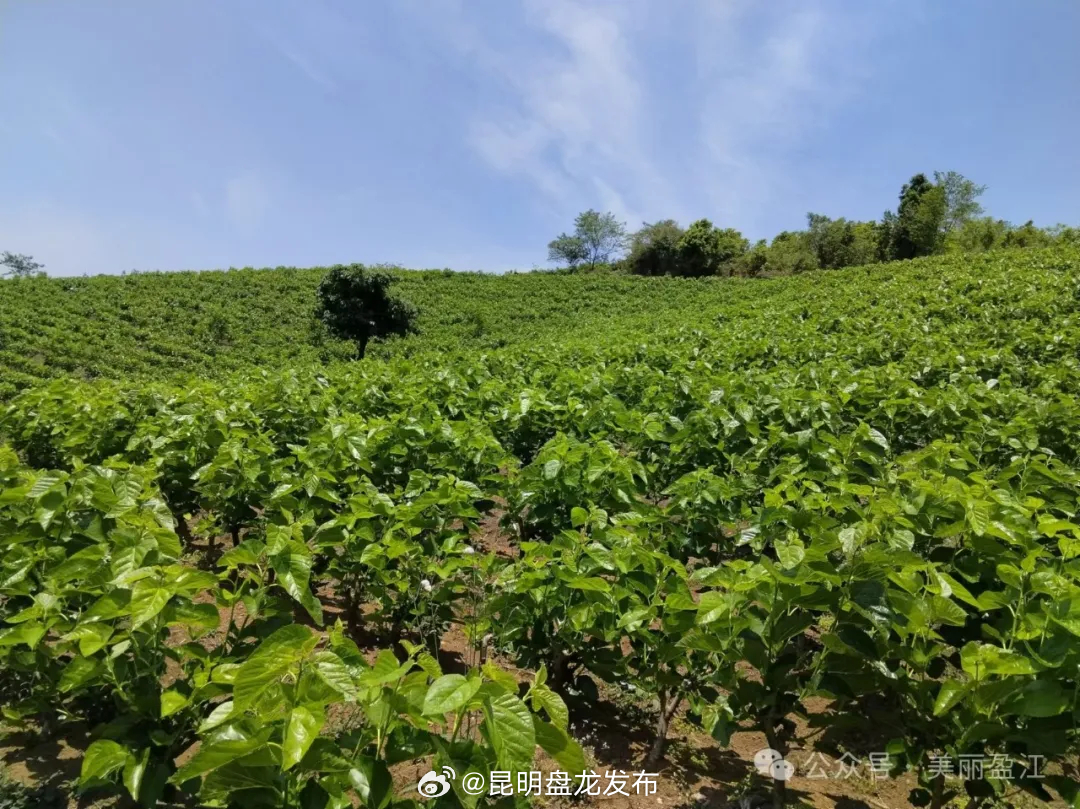 昆明盘龙发布