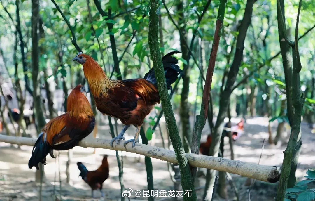 昆明盘龙发布