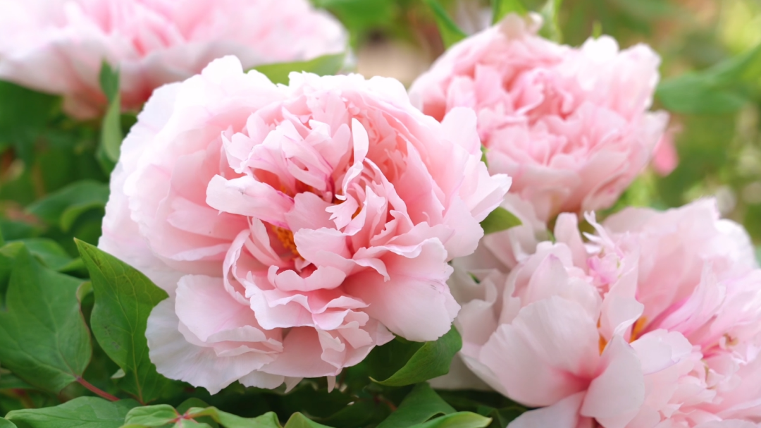 昆明广播电视台经济生活频道