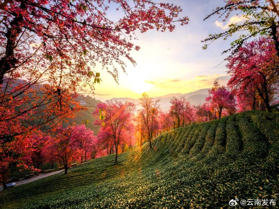 云南推出迎新春主题旅游产品和线路