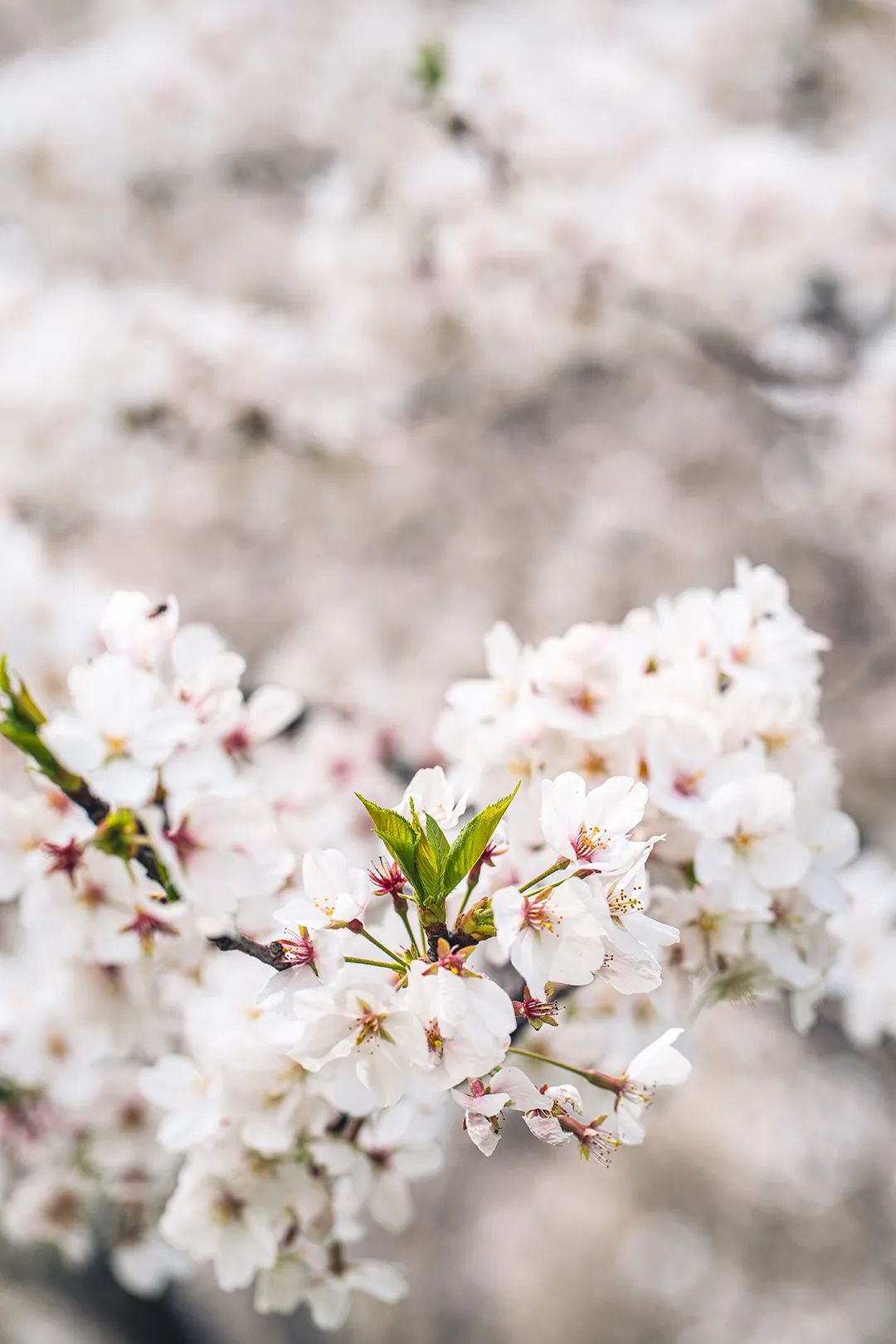 昆明市第一人民医院