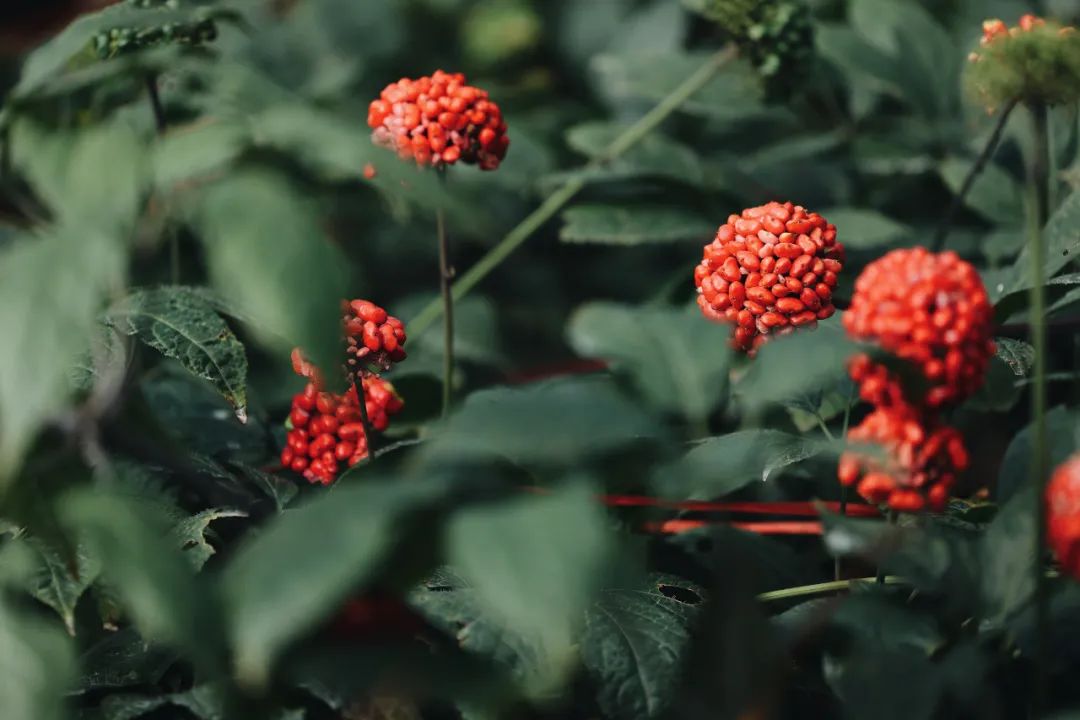 云南省人民政府