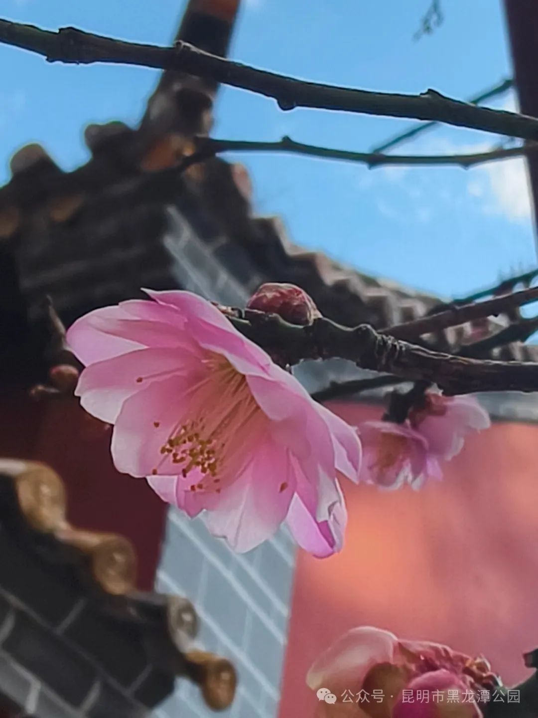 昆明市黑龙潭公园