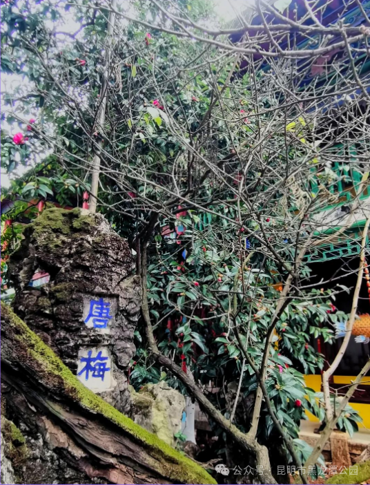 昆明市黑龙潭公园